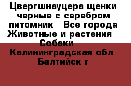 Цвергшнауцера щенки черные с серебром питомник - Все города Животные и растения » Собаки   . Калининградская обл.,Балтийск г.